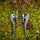 EnduroSolutions BREMBO Enduro Brake Lever V2 - Black