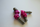 Toolless Lever Adjusters - Titanium - Set of 4 (Braktec)- Pink
