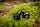 ZeroDrag Throttle Bearings EnduroSolutions | Trialsolutions - Black