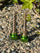 TrialSolutions Juego de tornillos para carburador Keihin - Verde